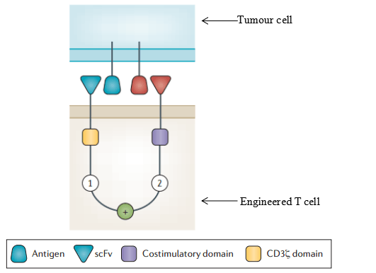 Marked chimeric antigen receptor models and concepts