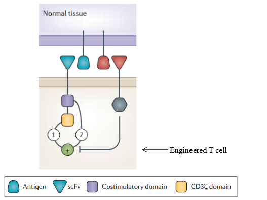 Safety chimeric antigen receptor models and concepts