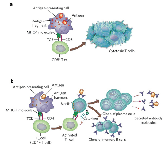 T cell activation by antigens.