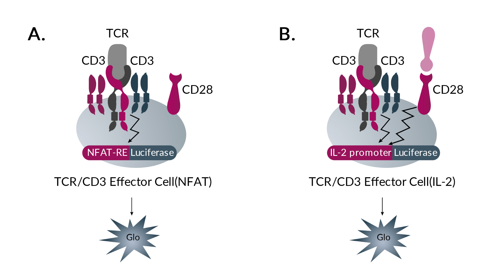T Cell Activation Assay