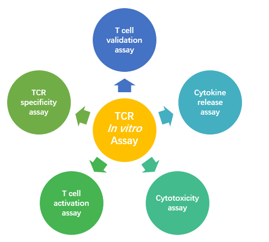 TCR in vitro Assay