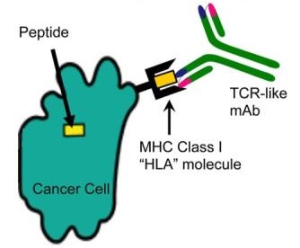 TCR-Like Antibody Discovery Strategies