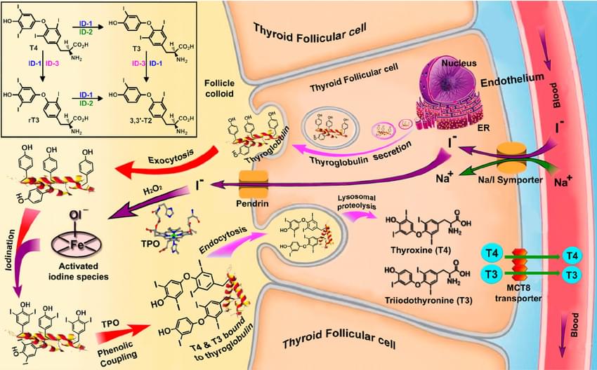 Biosynthesis of thyroid hormones from thyroglobulin by thyroid peroxidase and regioselective deiodination of thyroxine