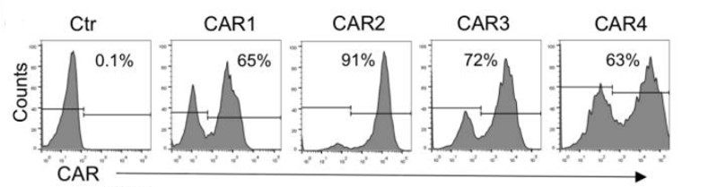 Fig.2 The evaluation of CD138 CAR expression of different CD138 CAR-T cells. (Sun, Chuang, et al., 2019)