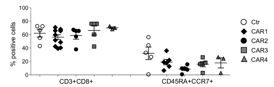 Fig.3 T sell subgroup (effector T and central memory T subsets) analysis of different CD138 CAR-T cells. (Sun, Chuang, et al., 2019)