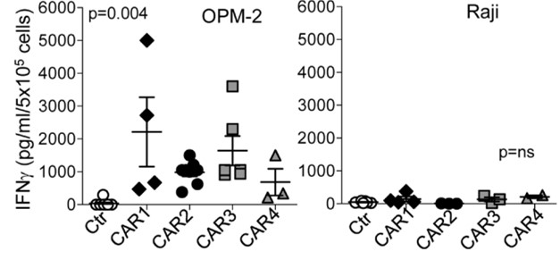 Fig.4 Cytokine detection of different anti-CD138 CAR-T against CD138+ OPM-2 cells (left panel) or CD138- Raji cells (right panel). (Sun, Chuang, et al., 2019)