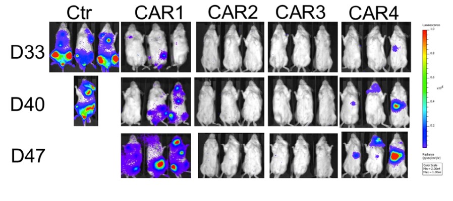 Fig.6 The antitumor activities of the anti-CD138 CAR-T cells in CD138+ OPM-2 cell line engrafted NSG mouse model detected by BLI. (Sun, Chuang, et al., 2019)