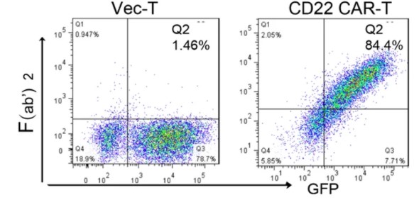 Fig.2 Expression of CD22 CAR on T cells surface. (Zhang, et al., 2022)