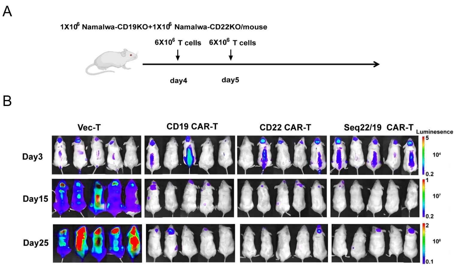 Fig.6 Antitumor effect of CD22 CAR-T cells in vivo. (Zhang, et al., 2022)