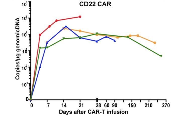 Fig.7 CD22 CAR copy numbers in blood over time. (Zhang, et al., 2022)