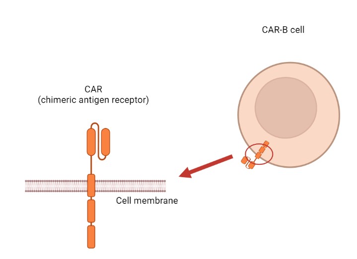 Fig.1 Chimeric antigen receptor (CAR) and CAR-B cell. (Creative Biolabs Original)