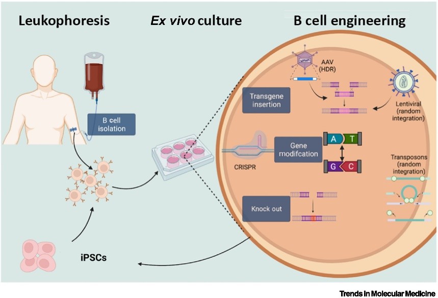 Fig.1 Ex vivo B cell engineering.