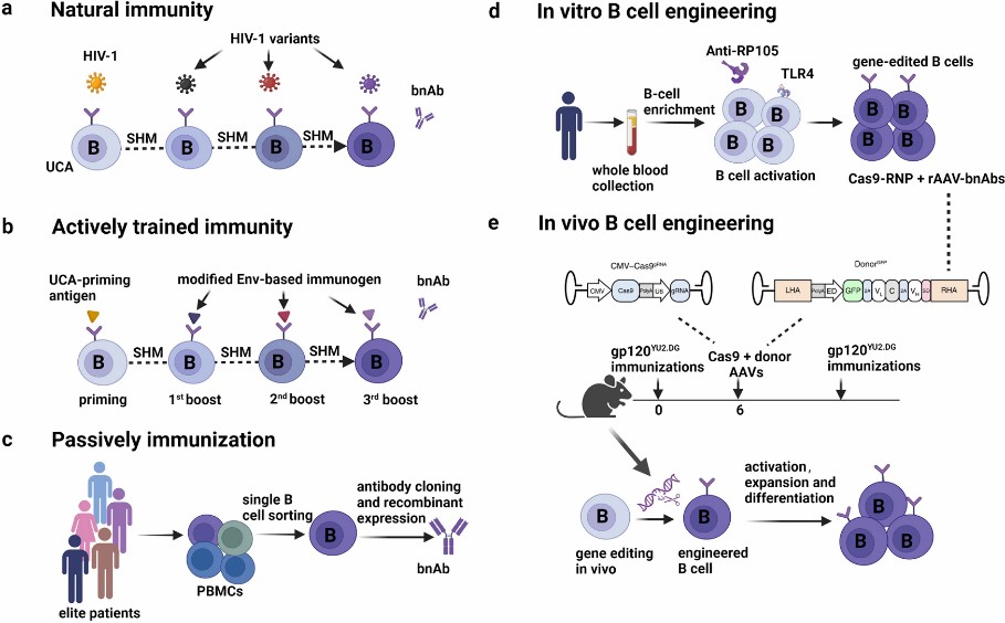 Fig.2 Anti-HIV-1 broadly neutralizing antibodies induced by natural immunity, trained immunity, and engineered immunity.