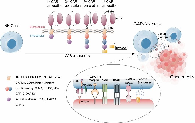 Fig.4 The constructs and targets of CAR-NK cells.