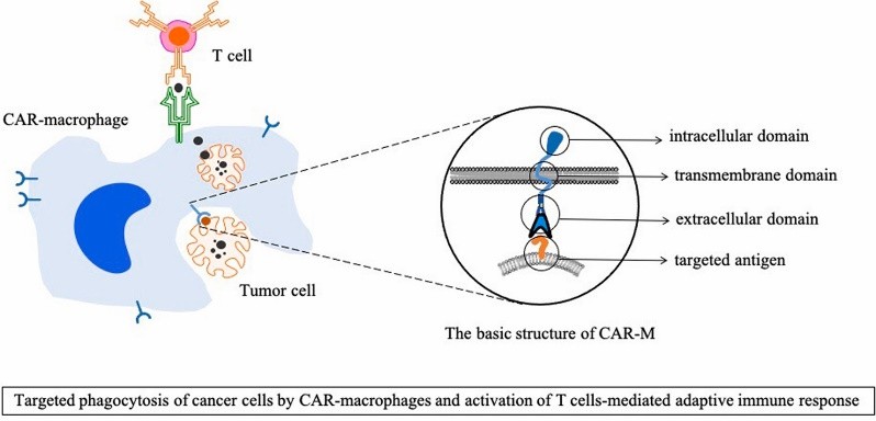 Fig.5 CAR-M-based tumor treatments.