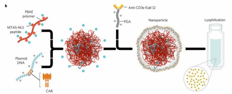 Fig.2 Design and manufacture of DNA nanocarriers for in vivo CAR-T programming.