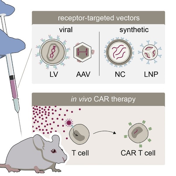 Fig.1 Diverse vectors used for in vivo CAR-T cells therapy.