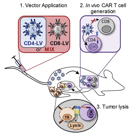 Fig.2 In vivo generation of CAR-T Cells.