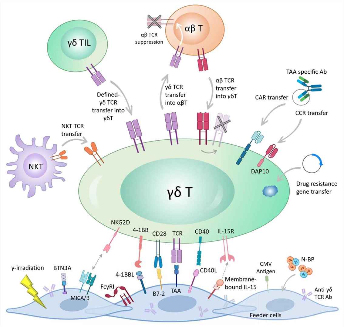 Different genetic engineering strategies for harnessing the anti-tumor activity of γδ T cells.