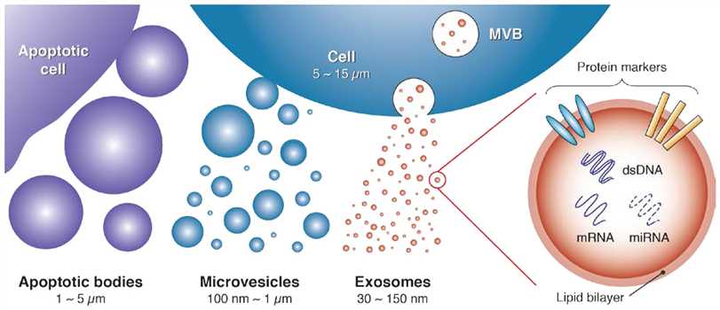 Exosomes represent a subset of extracellular vesicles with characteristic size in the 30-150nm range.