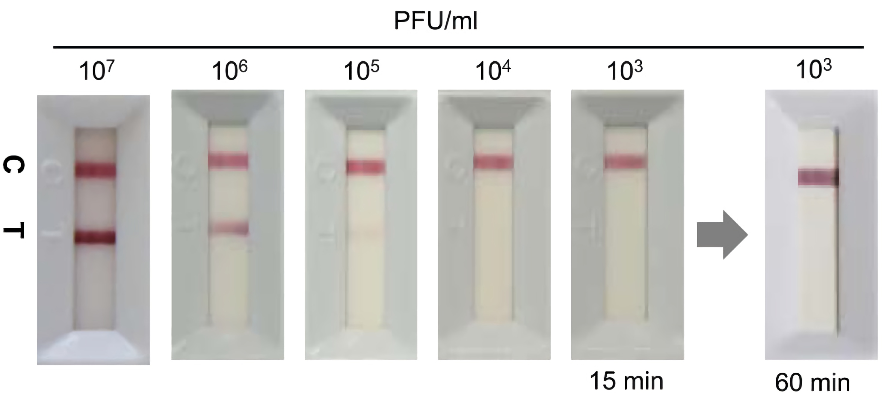 Representative profile of an IC test using serial 10-fold dilutions of the CHIKV Thai strain (ECSA genotype) culture supernatant.