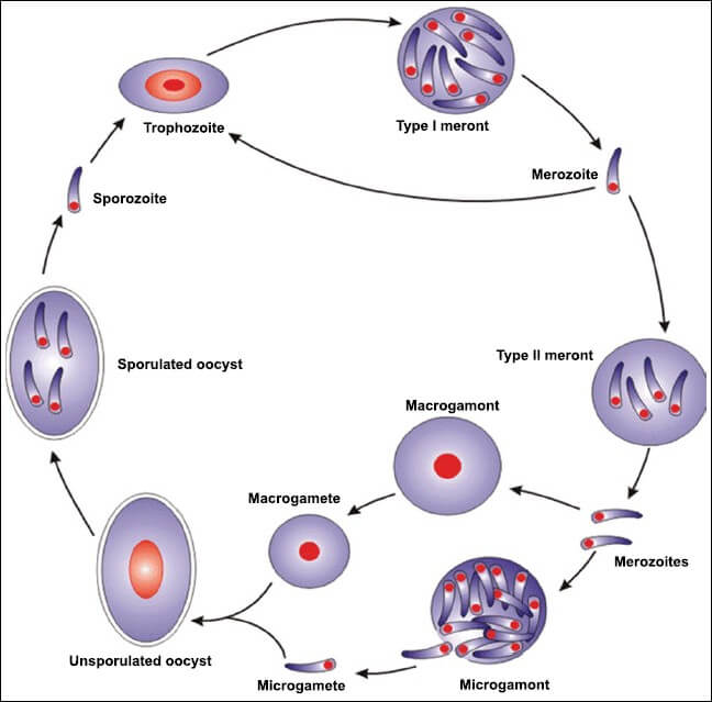 Life cycle of <em>Cryptosporidium</em> parvum.