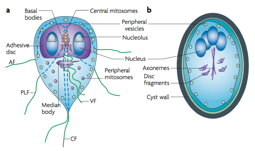 Key features of the giardial trophozoite and cyst.
