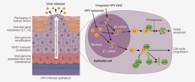 HPV lifecycle