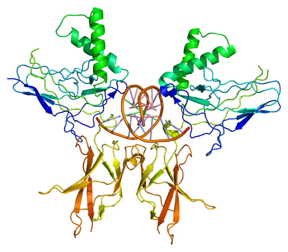 Structure of the NFKB2 protein. Based on PyMOL rendering of PDB 1a3q.