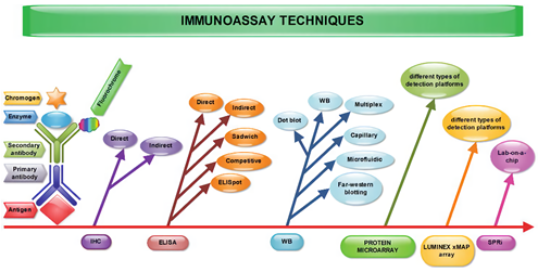 The schematic representation of the immunoassay methods