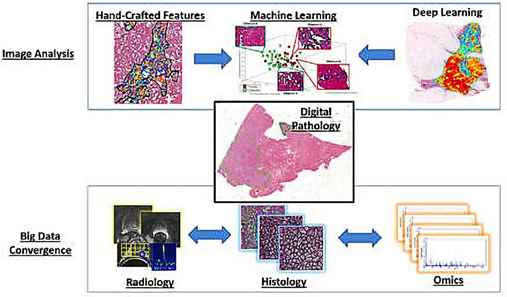 Digital pathology in medicine.