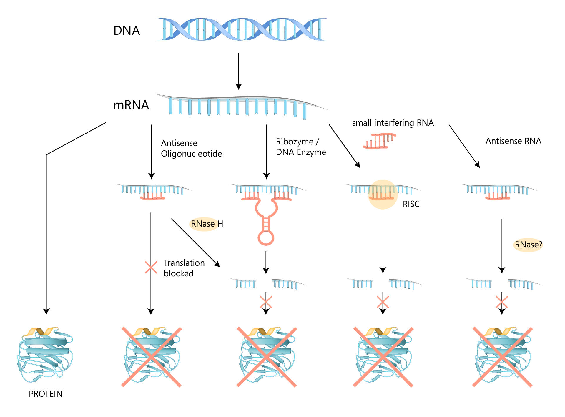 Schematic Overview of Gene Silencing Machinery