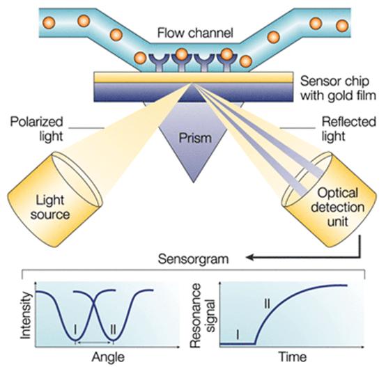 Surface Plasmon Resonance (SPR) Spectrometry