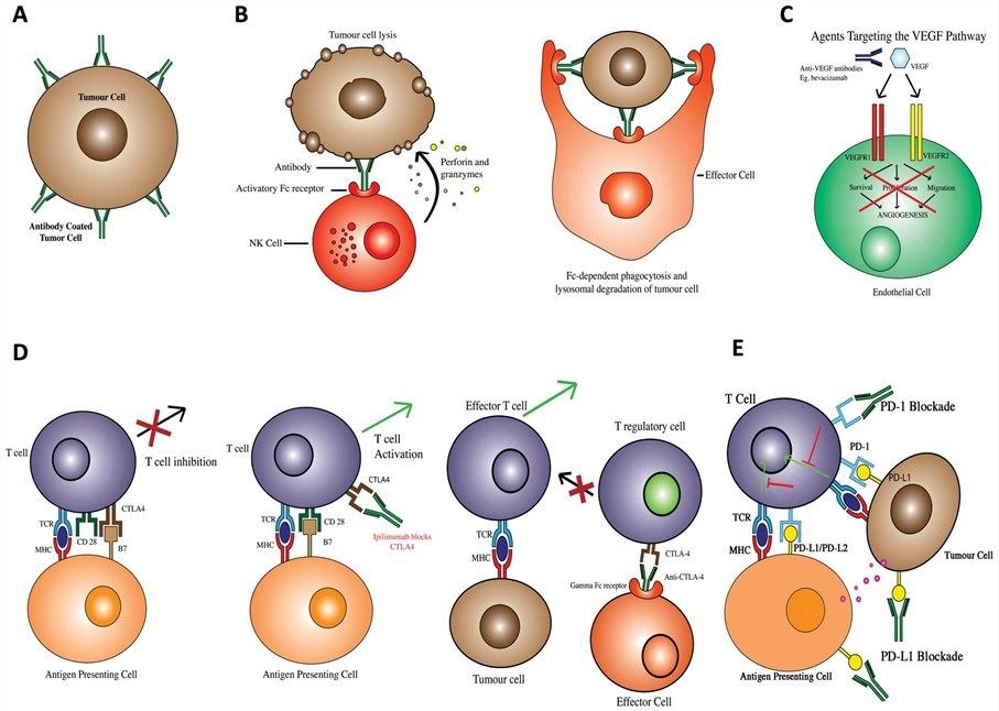 Fig. 1 Possible mechanisms of action employed by monoclonal antibodies. (Malas, et al., 2014)