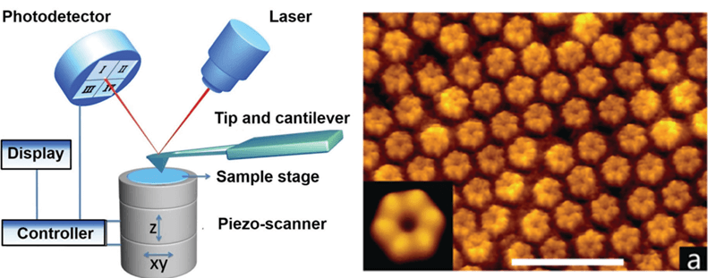 Figure1.  Schematic diagram of atomic force microscopy and high-resolution AFM image of  proteins. (Shan 2015) 