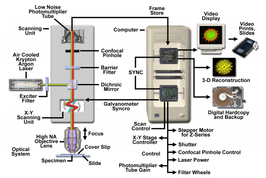 Figure  1. Confocal microscope configuration and information flow schematic diagram. (Claxton  2006)