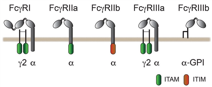 Antibody binding to Fc receptors.