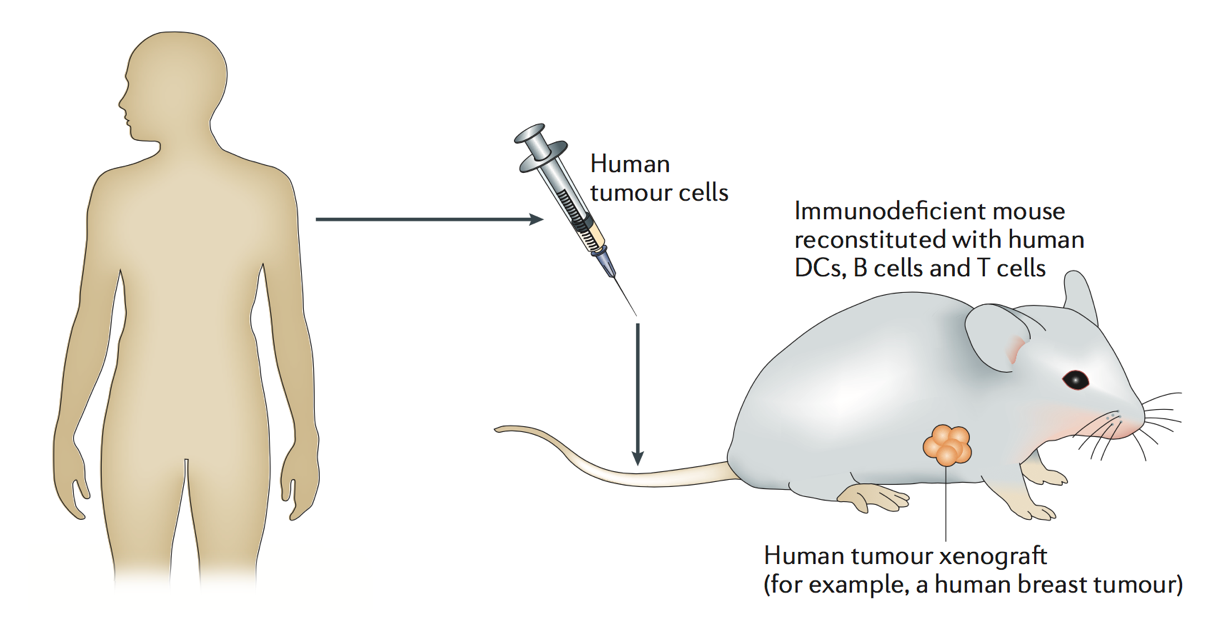 Patient-Derived Tumor Xenograft (PDTX) Mouse Models