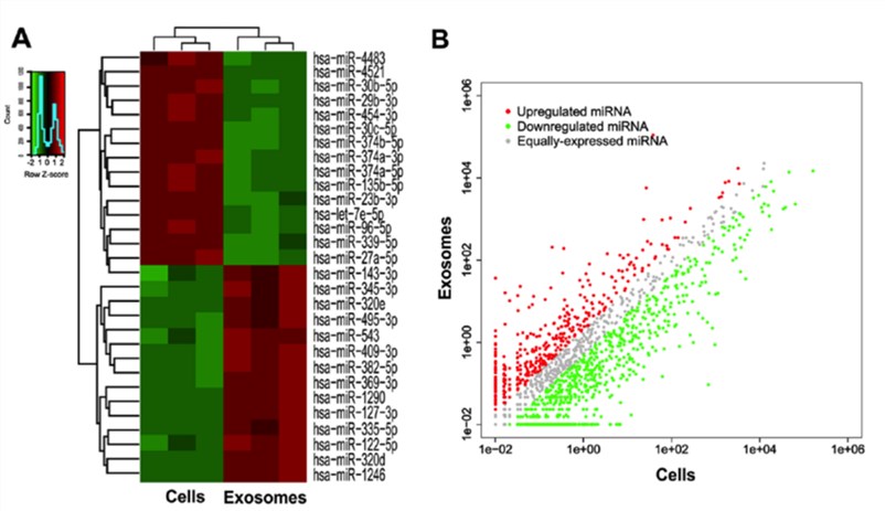 The different microRNA expression profiles between parental cells and exosomes