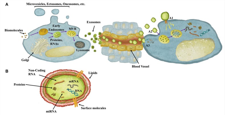Exosomes’ role in cell-cell communication and their content.