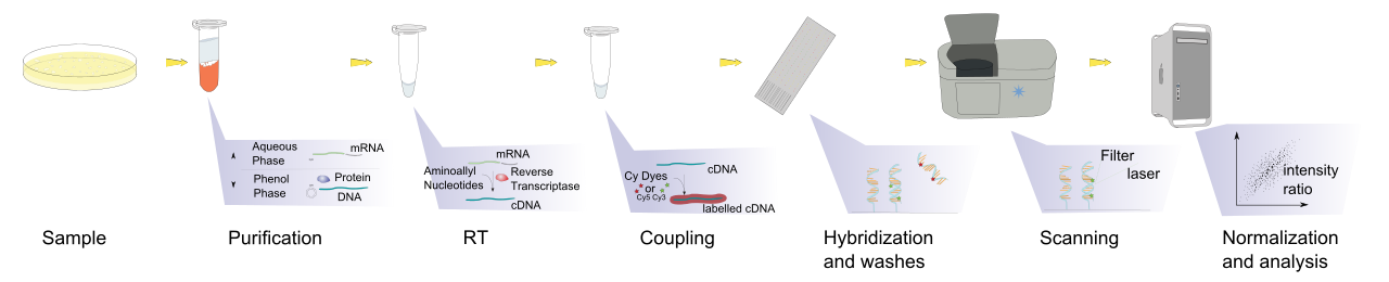 Exosomal mRNA microarray