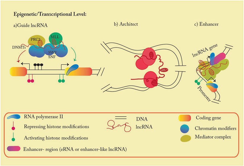 lncRNA, a biochemically versatile polymer ( epigenetic/transcriptional level). 