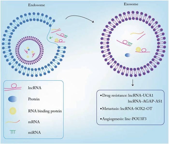 Exosomal lncRNAs promote metastasis, drug resistance, and angiogenesis in cancer cells. 