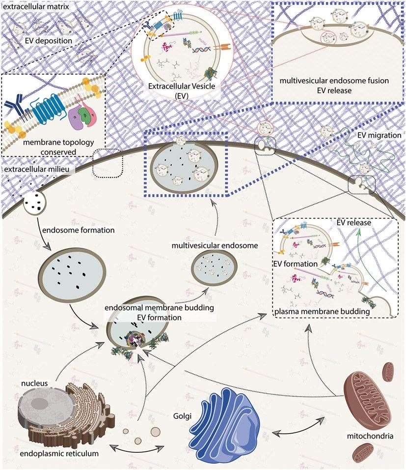 An integrative model of extracellular vesicle (EV) biogenesis.