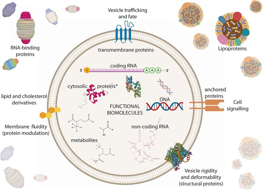 Extracellular vesicle (EV) composition in the context of biological solutions.