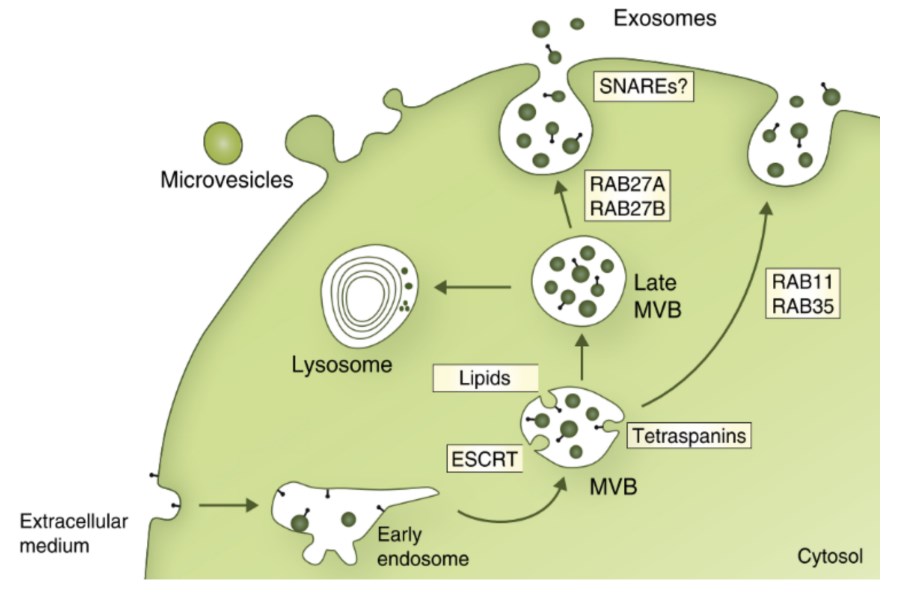 Several machineries involved in the biogenesis of exosomes.