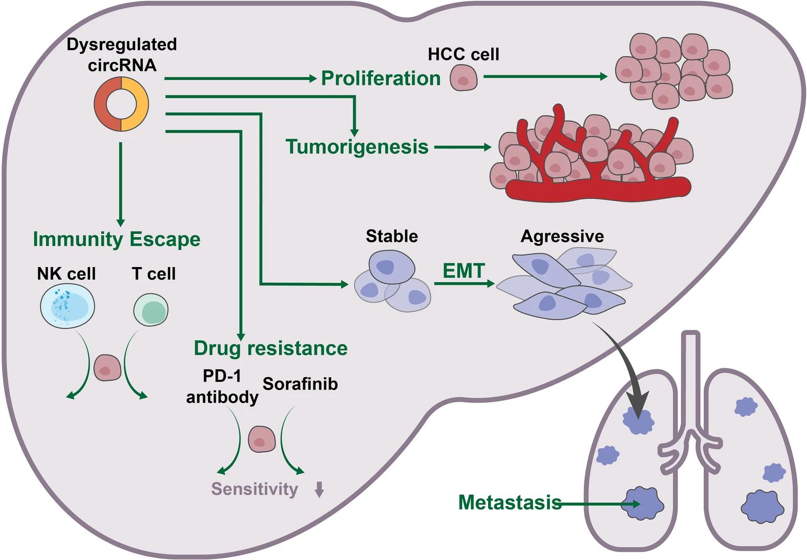General roles of circRNAs in hepatocellular carcinoma (HCC). (Shen, Hao, et al., 2019)