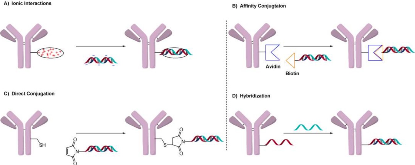 Schematic representation of AOC using (a) antibody arrays; (b) therapeutic; and (c) pretargeting applications