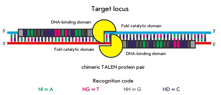 Introducing a double-strand break using chimeric TALEN proteins.