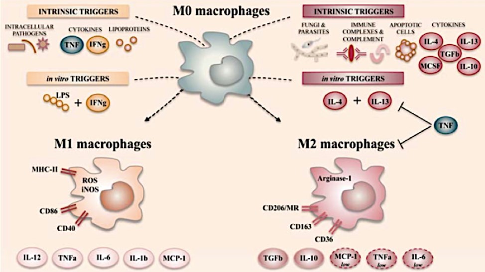 The main polarization states of activated macrophages.